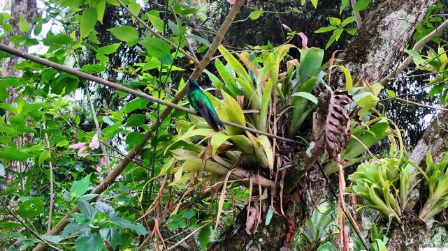 Steady medium shot of a small green hummingbird resting on a thin branch amidst lush jungle vegetation and exotic epiphytes.