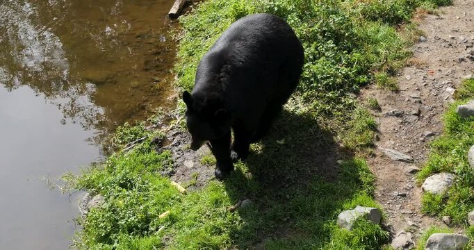 American Black Bear (Ursus Americanus) eating by the shore of the pond, Alaska.