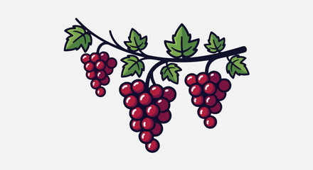 Fototapeta premium Three clusters of ripe red grapes hang from a dark vine with green leaves