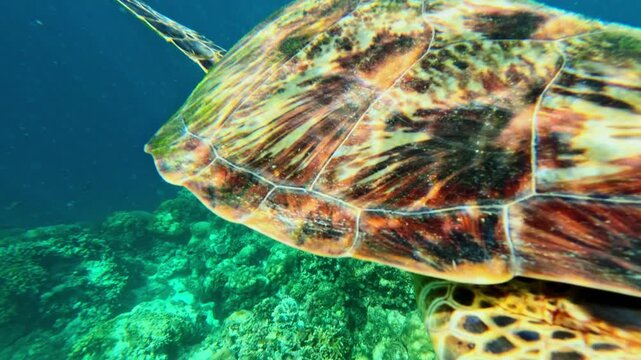 Close encounter with sea turtle revealing shell texture in clear blue water