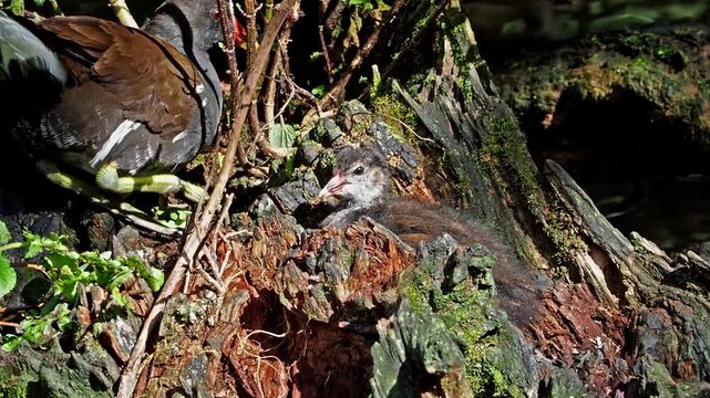 Juvenile baby common moorhen Gallinula chloropus also known as the waterhen, the swamp chicken, and as the common gallinule swimming at a blue lake water