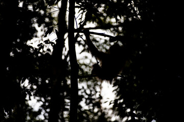 bukit lawang, chimpanzee, conservation, indonesia, jungle, monkey, national park, nature, nature tourism, orangutan, photography, rainforest, science, sumatra, wildlife, wildlife tourism © Rui