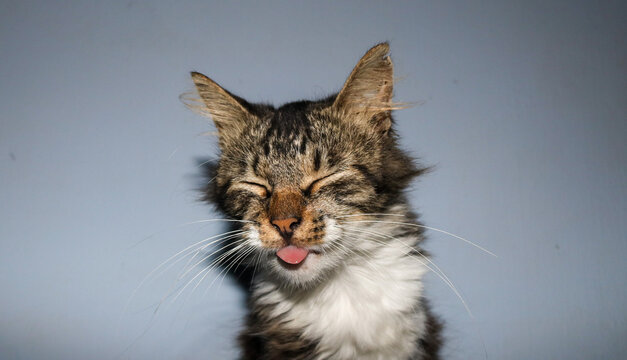 Black and white cat posing sticking out its tongue with its eyes closed, cute cat sticking out its tongue. Isolated grey background