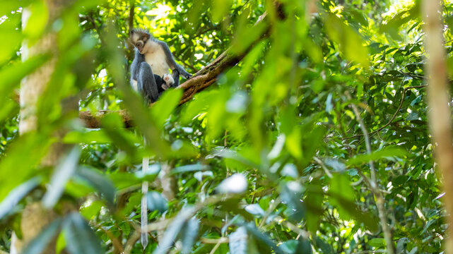 Thomas monkey (Thomas's langur) in Sumatra, Gunung Leuser National Park