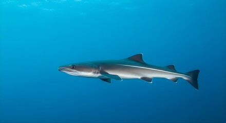 Fototapeta premium Shark Swimming in Deep Blue Ocean Underwater Scene