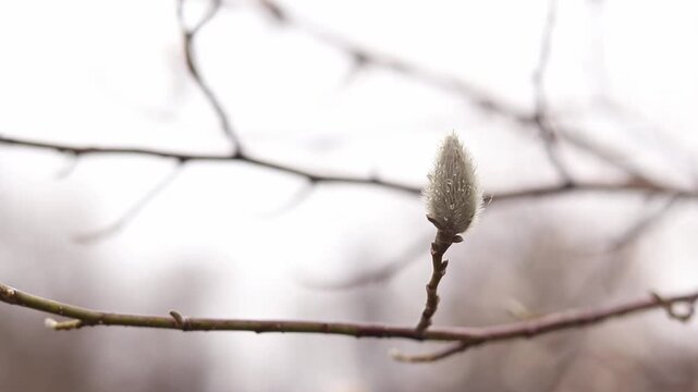 Fluffy magnolia bud on a branch close-up. Nature awakening, magnolia bud in early spring. Magnolia tree buds on a thin branch under light rain. Nature. Closed tree bud on soft bokeh