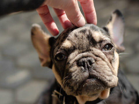 Human hand scratching the head of a small dog, French bulldog puppy
