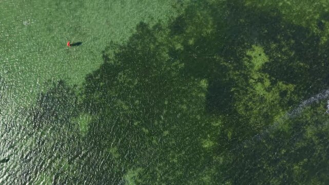 Aerial view captures a river covered in green algae patches. Water currents flow through dense, vibrant vegetation areas. Two red objects float on the water's surface