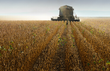 Fototapeta premium Kombine harvester that is harvesting soybeans
