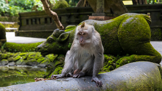 Long tailed macaque (Macaca fascicularis) around Indonesia and Malasya amongst the population