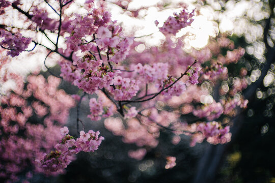 Pink cherry blossoms fill the frame, blurred by sunlight and foliage. A delicate, dreamy shot of springtime beauty.