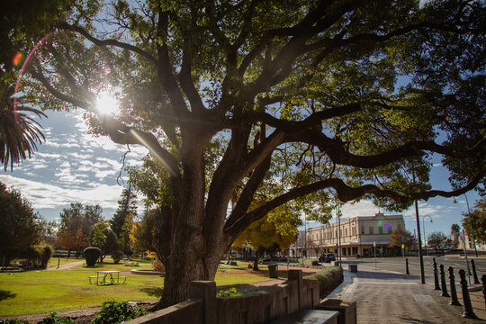 Sunlight streaming through large tree branches in a park next to a town street