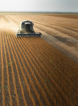   Kombine harvester that is harvesting soybeans