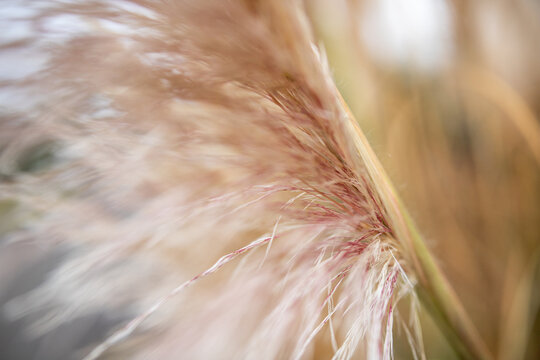 Detail of ornamental grass shrub