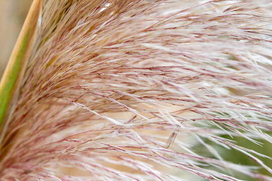 Detail of pink and cream grass