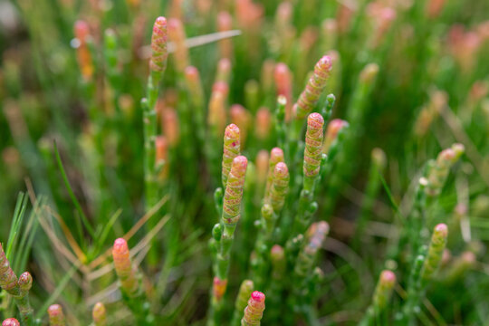 Edible native succulent