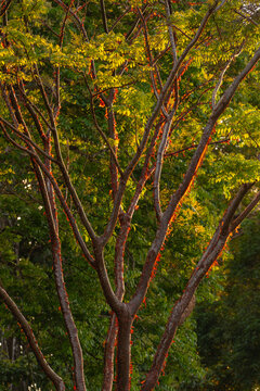 Sunlight illuminates the peeling, paper-like bark of a Bursera simaruba (Bursera simaruba). Osa Peninsula, Puntarenas, Costa Rica.