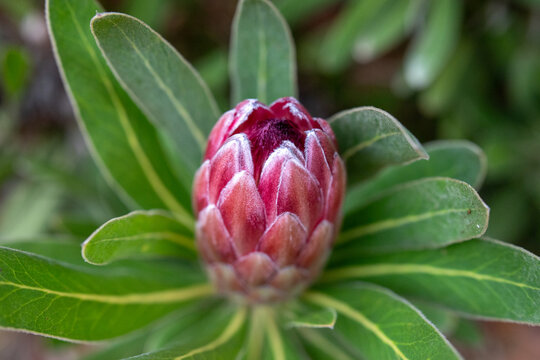 Pink protea flower in bloom
