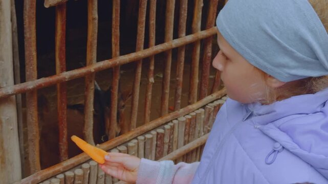 A girl feeds goats, goats in a zoo, a goat, goats in an aviary