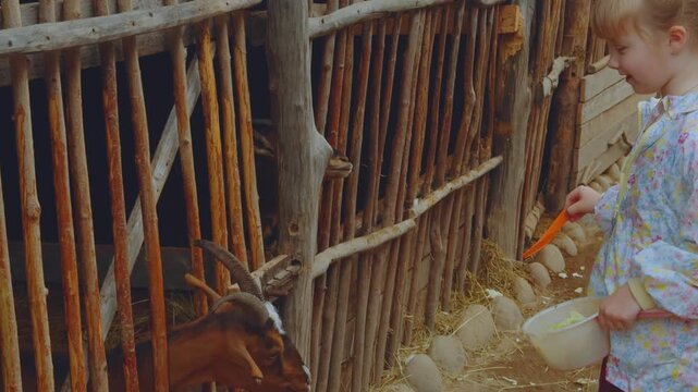 A girl feeds goats, goats in a zoo, a goat, goats in an aviary