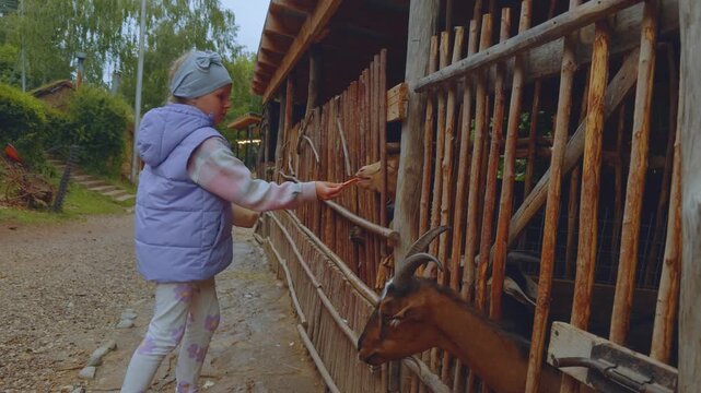 A girl feeds goats, goats in a zoo, a goat, goats in an aviary