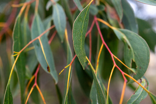 new growth on gum tree