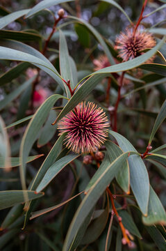 Hakea shrub in flower
