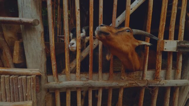 A girl feeds goats, goats in a zoo, a goat, goats in an aviary