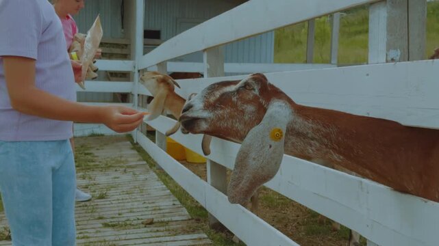 A girl feeds goats, goats in a zoo, a goat, goats in an aviary