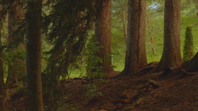 A squirrel runs in the park, a squirrel in the forest