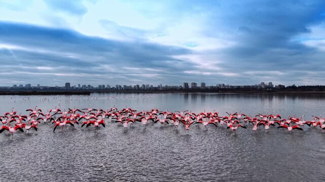Large flock of pink flamingos waving their wings. Drone approaches the birds scarring them. City skyline and dramatic sky in the backdrop.
