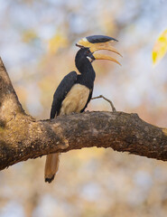 Malabar Pied Hornbill © Amit Satiya
