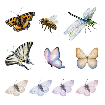 Butterflies dragonfly and bee hand drawn watercolor drawing illustration set. Insect collection for packaging, textile print, wallpaper, postcard, invitation and decorative design use.