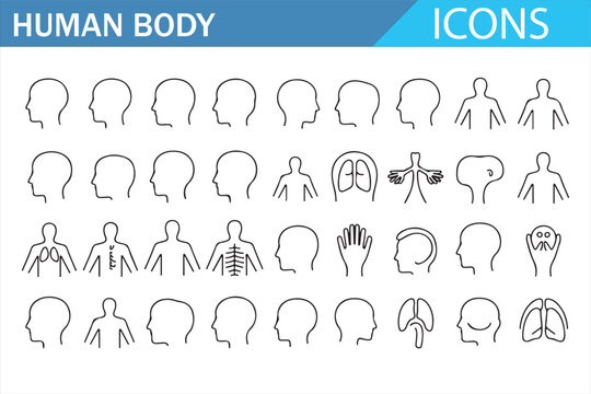 Human body line icons set featuring anatomy organs head face hands skeleton lungs heart brain stomach and medical healthcare symbols modern outline vector illustration collection