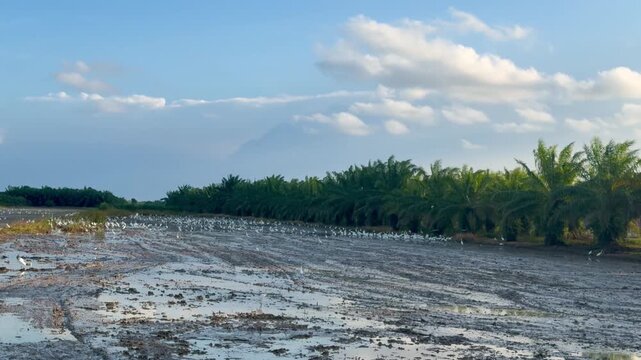 Cinematic 4K aerial view of the famous abandoned Twin Houses in Thale Noi wetlands with white birds sitting in water near Chaloem Phra Kiat road bridge in Phatthalung Thailand at daytime