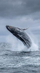 Naklejka premium Humpback whale breaching from dark ocean water