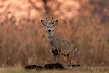 Fototapeta premium Roebuck - buck (Capreolus capreolus) Roe deer - goat