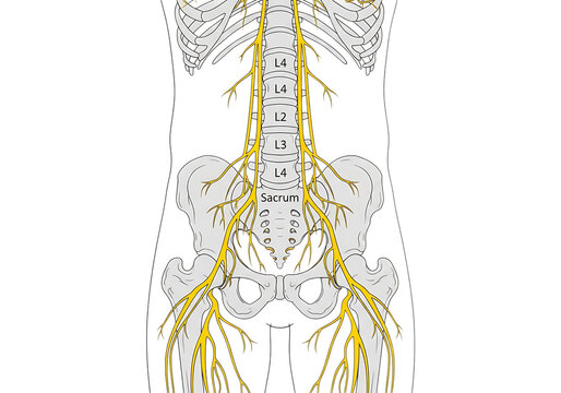 Human lumbar spine and pelvic nerve anatomy diagram showing the nervous system connection in the lower back and legs isolated on a transparent background