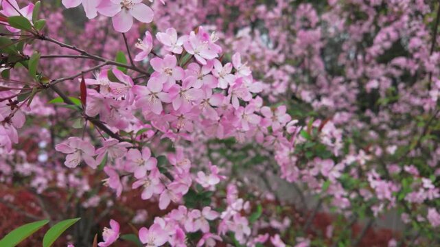 The beautiful scenery of blooming crabapple flowers in spring