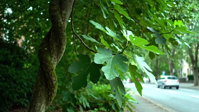 Green leafy tree roadside.