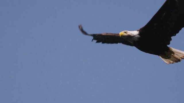 Bald Eagle Soaring with Outstretched Wings in Blue Sky