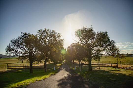 Scenic tree-lined driveway leading to a sun-drenched rural property at golden hour