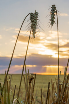 Dried wheat heads dangling from stalks against a colourful sunset and rays of light