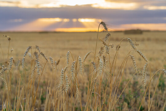 Dried grain crop heads in a field with a glowing sunset behind