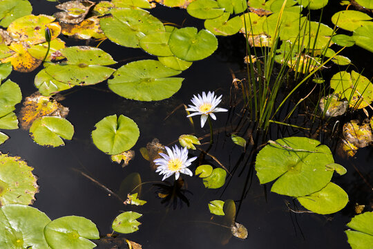 purple water lilies and lily pads on a pond