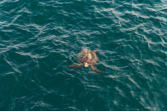 green sea turtle taking a breath at the surface