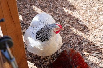 A white hen with black markings on its feathers beside a brown chicken. Sunlight softly highlights the birds within a wooden coop surrounded by natural wood chips. © Loginova