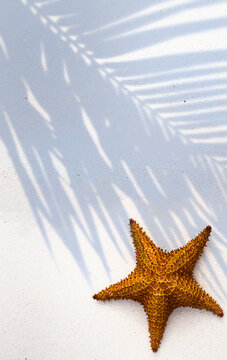 Art tropical Summer Vacation Concept Starfish With Palm Tree Shadow On White Sand For Travel Banner