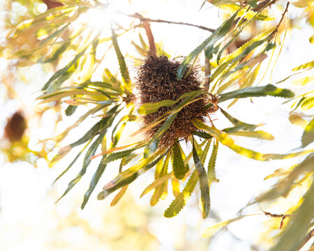 banksia cone on a tree with sunlight coming through the leaves