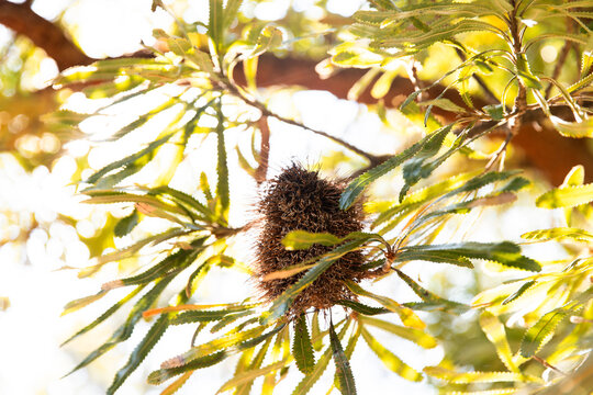 close up of a banksia cone in a tree in afternoon light